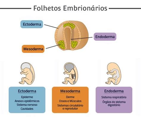 folhetos embrionarios - folhetos